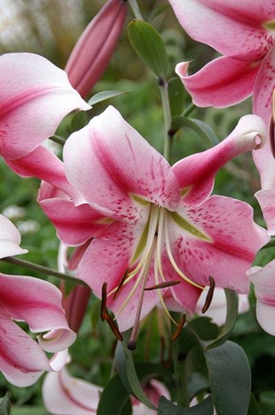 Lilium Anastasia